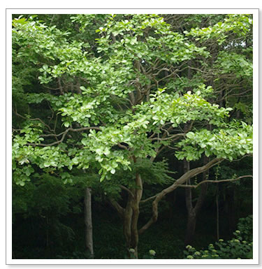 シンボルツリー 8種類の樹木の紹介 前編 シンボルツリーのある家 イエマガ