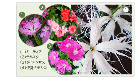 �i�P�j�~�[�e�B�A �i�Q�j�e���X�^�[ �i�R�j�_�C�A���T�X �i�S�j�ɐ��i�f�V�R