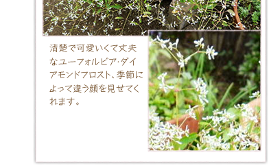 ���^�ŉ������ď�v�ȃ��[�t�H���r�A�E�_�C�A�����h�t���X�g�A�G�߂ɂ���ĈႤ��������Ă���܂��B