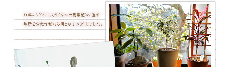��N���ǂ���傫���Ȃ����ϗt�A���A�u���ꏊ�𕪎U�������牽�Ƃ��������肵�܂����B 