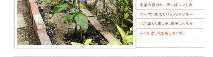 ���N�̗΂̃J�[�e���͂����̃S�[���ɉ����ăp�b�V�����t���[�c�������܂����B�ʎ��͂������ł����A�Ԃ��y���݂ł��B