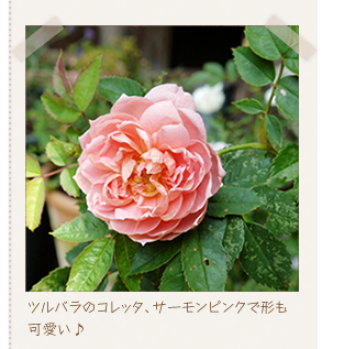 �c���o���̃R���b�^�A�T�[�����s���N�Ō`��������