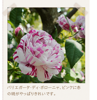 �o���G�K�[�^�E�f�B�E�{���[�j���A�s���N�ɐԂ̔�������ς肫�ꂢ�ł��B