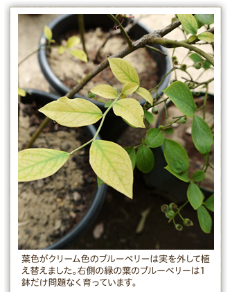 �t�F���N���[���F�̃u���[�x���[�͎����O���ĐA���ւ��܂����B�E���̗΂̗t�̃u���[�x���[��1���������Ȃ�����Ă��܂��B