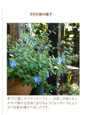 8���̒�̗l�q�^�����ɒu�����A�����J���u���[�A���������Ⴍ�Ȃ����̂ŗz�̌���ǂ����т�悤�ɂȂ������ł��傤���H�Ԑ��������ė������ł��B