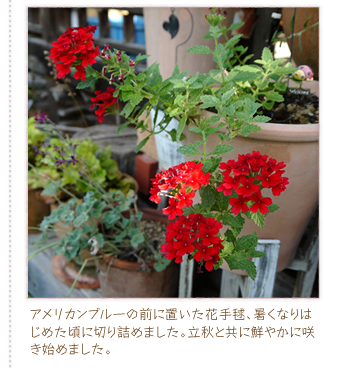 �A�����J���u���[�̑O�ɒu�����Ԏ�{�A�����Ȃ�͂��߂����ɐ؂�l�߂܂����B���H�Ƌ��ɑN�₩�ɍ炫�n�߂܂����B