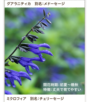 �O�A���j�e�B�J�@�ʖ��F���h�[�Z�[�W�@�~�N���t�B�A�@�ʖ��F�`�F���[�Z�[�W