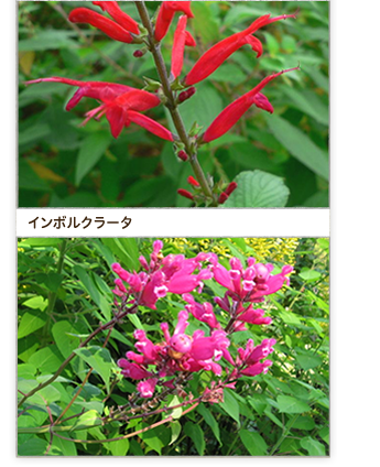 �C���f�B�S�X�p�C���[
