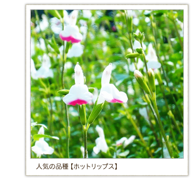 �l�C�̕i�� �y�z�b�g���b�v�X�z