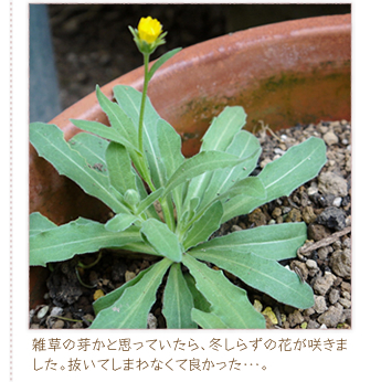 �G���̉肩�Ǝv���Ă�����A�~���炸�̉Ԃ��炫�܂����B�����Ă��܂�Ȃ��ėǂ������E�E�E�B