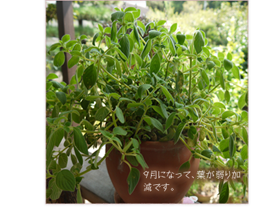 �X���ɂȂ��āA�t���������ł��B
