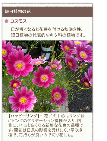 �Z���A���̉ԁ^�R�X���X�^�����Z���Ȃ�Ɖԉ��t����H�炫���A�Z���A���̑�\�I�ȃL�N�Ȃ̐A���ł��B�y�n�b�s�[�����O�z�c�ԕق̒��S�̓����O��Ƀs���N�̃O���f�[�V�����͗l������A�����ɂ����قǔ����Ȃ�V�N�ȉԐF�̕i��ł��B�J�Ԃ͓����̉e�����󂯂ɂ������炫��ŁA�Ԏ������ǂ��̂Ő؂�Ԃɂ��B