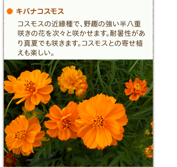 �L�o�i�R�X���X�^�R�X���X�̋߉���ŁA���̋��������d�炫�̉Ԃ����X�ƍ炩���܂��B�Ϗ���������^�Ăł��炫�܂��B�R�X���X�Ƃ̊񂹐A�����y�����B