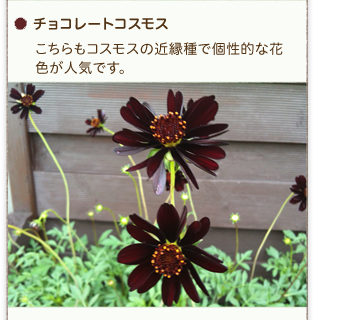 �`���R���[�g�R�X���X�^�R�X���X�̋߉���ŁA���̋��������d�炫�̉Ԃ����X�ƍ炩���܂��B�Ϗ���������^�Ăł��炫�܂��B�R�X���X�Ƃ̊񂹐A�����y�����B