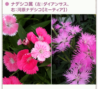 �i�f�V�R�� �i���F�_�C�A���T�X�A �E�F�͌��i�f�V�R�y�~�[�e�B�A�z�j