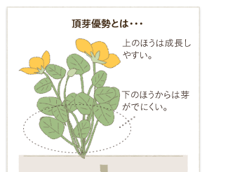 ����D���Ƃͥ����̂ق��͐������₷���B���̂ق�����͉肪�łɂ����B