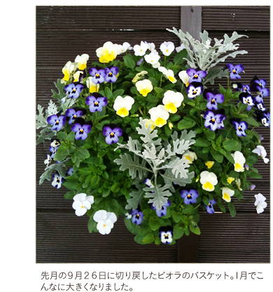 �挎�̂X���Q�U���ɐ؂�߂����r�I���̃o�X�P�b�g�B1���ł���Ȃɑ傫���Ȃ�܂����B 