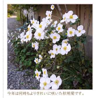 ���N�͉�������肫�ꂢ�ɍ炢���H���e�ł��B