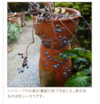 �w�����[�d�^�̎����Z���ɐF�Â��܂����B��������̂͒����������ł��B