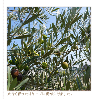 ���̍����̋r���ŉ��Ƃ��肪�͂��Ď��n���܂����B���肵�Ȃ���Η��N�͋��낵�����ƂɂȂ肻���ł��B