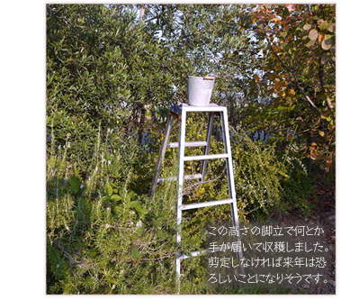 ���̍����̋r���ŉ��Ƃ��肪�͂��Ď��n���܂����B���肵�Ȃ���Η��N�͋��낵�����ƂɂȂ肻���ł��B