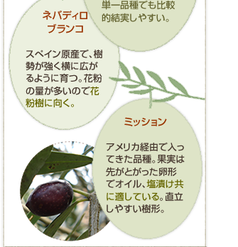 �I���[�u�̎�ȕi��