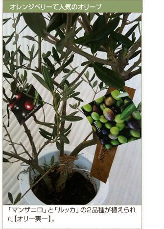 �I�����W�x���[�Ől�C�̃I���[�u 
