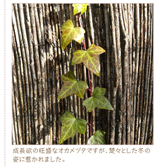 �����~�̉����ȃI�J���d�^�ł����A�^�X�Ƃ����~�̎p�Ɏ䂩��܂����B
