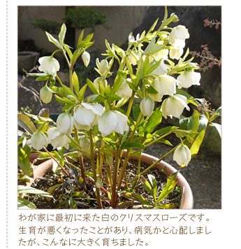 �킪�Ƃɍŏ��ɗ������̃N���X�}�X���[�Y�ł��B���炪�����Ȃ������Ƃ�����A�a�C���ƐS�z���܂������A����Ȃɑ傫���炿�܂����B
