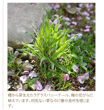 �킩��萶�������O���X�o�j�[�e�[���A�~�̉Ԃт�ɉf���Ă��܂��B���C�Ȃ����Ȃ̂ɏt�̑����������܂��B