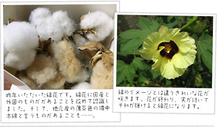 昨年いただいた綿花です。綿花に国産と外国のものがあることを改めて認識しました。そして、地元産の薄茶色の備中木綿というものがあることも……。
綿のイメージとは違うきれいな花が咲きます。花が終わり、実が付いてそれが弾けると綿花になります。