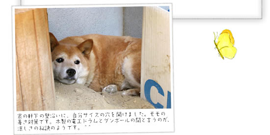 �Ƃ̌����̕ǉ����ɁA�����T�C�Y�̌����J���܂����B�����̏����΍�ł��B�ؐ��̓d�H�h�����ƃ_���{�[���̊ԂƂ����̂��A�������̔錍�̂悤�ł��B�O�O