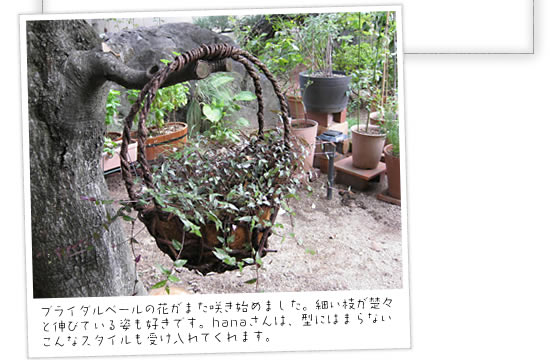�u���C�_���x�[���̉Ԃ��܂��炫�n�߂܂����B�ׂ��}���^�X�ƐL�тĂ���p���D���ł��Bhana����́A�^�ɂ͂܂�Ȃ�����ȃX�^�C�����󂯓���Ă���܂��B