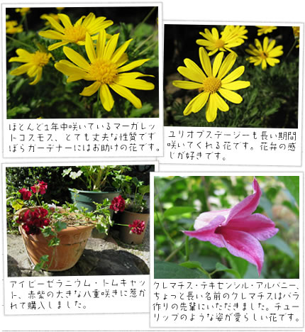 �قƂ��1�N���炢�Ă���}�[�K���b�g�R�X���X�A�ƂĂ���v�Ȑ����ł��ڂ�K�[�f�i�[�ɂ͂������̉Ԃł��B
	�����I�v�X�f�[�W�[���������ԍ炢�Ă����Ԃł��B�ԕق̊������D���ł��B
�A�C�r�[�[���j�E���E�g���L���b�g�A�Ԏ��̑傫�Ȕ��d�炫�Ɏ䂩��čw�����܂����B
�N���}�`�X�E�e�L�Z���V�X�E�A���o�j�[�A������ƒ������O�̃N���}�`�X�̓o�����̐�y�ɂ��������܂����B�`���[���b�v�̂悤�Ȏp�����炵���Ԃł��B