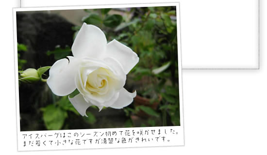 �A�C�X�o�[�O�͂��̃V�[�Y�����߂ĉԂ��炩���܂����B�܂��Ⴍ�ď����ȉԂł������^�ȐF�����ꂢ�ł��B 