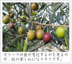 �I���[�u�̐F���ω�����̂�����̂��A�H�̊y���݂ɂȂ肻���ł��B