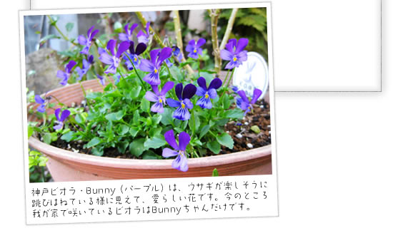 �_�˃r�I���EBunny�i�p�[�v���j�́A�E�T�M���y�������ɒ��т͂˂Ă���悤�Ɍ����āA���炵���Ԃł��B���̂Ƃ���킪�Ƃō炢�Ă���r�I����Bunny����񂾂��ł��B