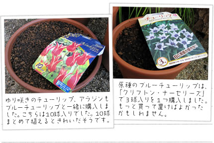 ���炫�̃`���[���b�v�A�A���W�����u���[�`���[���b�v�ƈꏏ�ɍw�����܂����B�������10������ł����B10���܂Ƃ߂ĐA����Ƃ��ꂢ�������ł��B
����̃u���[�`���[���b�v�́A�u�N���t�g���E�i�[�Z���[�Y�v�łR��������P�w�����܂����B �����Ɣ����Ă����΂悩������������܂���B