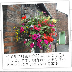 �C�M���X�͉Ԃ̋G�߂́A�ǂ����Ԃł����ς��ł��B�X�p�̃n���M���O�o�X�P�b�g�͂��肰�Ȃ��đf�G��