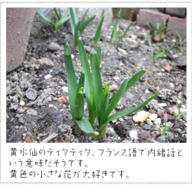 ������̃e�B�^�e�B�^�A�t�����X��œ����b�Ƃ����Ӗ��������ł��B
���F�̏����ȉԂ���D���ł��B