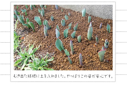 むき出た球根に土を入れました。やっぱりこの姿が安心です。