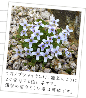 �C�I�m�v�V�f�B�E���́A�G���̂悤�ɂ悭���肷�鋭���q�ł��B
�����̑^�X�Ƃ����p�͉��ł��B