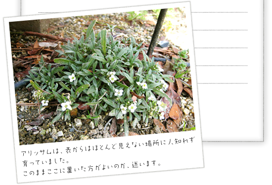 �A���b�T���́A�\����͂قƂ�ǌ����Ȃ��ꏊ�ɐl�m�ꂸ����Ă��܂����B
���̂܂܂����ɒu���������悢�̂��A�����܂��B
