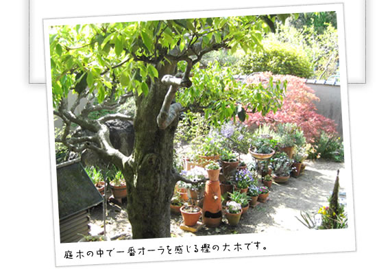 庭木の中で一番オーラを感じる樫の大木です。