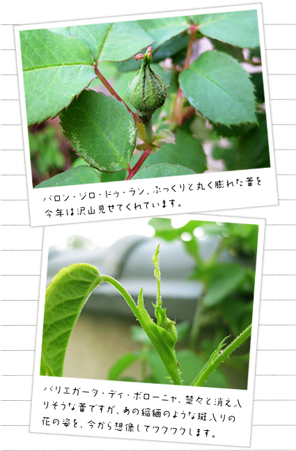 �o�����E�W���[�E�h�E�����A�Ղ�����Ɗۂ��c�ꂽ�ڂ݂����N�͂������񌩂��Ă���Ă��܂��B
�o���G�K�[�^�E�f�B�E�{���[�j���A�^�X�Ə������肻���Ȃڂ݂ł����A���̏k�ɂ̂悤�Ȕ�����̉Ԃ̎p���A������z�����ă��N���N���܂��B