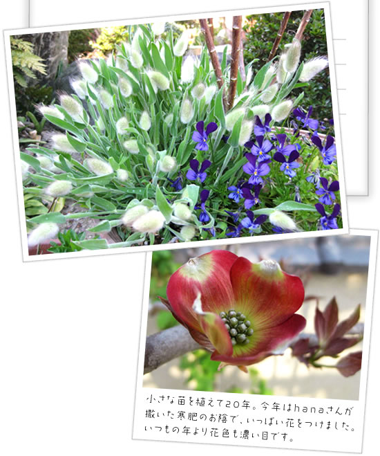 �i��j���O���X�E�o�j�[�e�[���ƃr�I���̊񂹐A�� �i���j�n�i�~�Y�L �����ȕc��A����20�N�B���N��hana���񂪎T��������̂��A�ŁA�����ς��Ԃ����܂����B�����̔N���ԐF���Z���ڂł��B