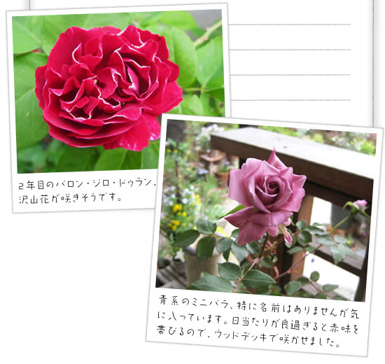 2�N�ڂ̃o�����E�W���[�E�h�E�����A��������Ԃ��炫�����ł��B
�n�̃~�j�o���A���ɖ��O�͂���܂��񂪋C�ɓ����Ă��܂��B�������肪�悷����ƐԖ���тт�̂ŁA�E�b�h�f�b�L�ō炩���܂����B