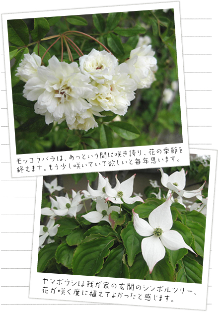 モッコウバラは、あっという間に咲き誇り、花の季節を終えます。もう少し咲いていて欲しいと毎年思います。
ヤマボウシはわが家の玄関のシンボルツリー、花が咲くたびに植えてよかったと感じます。