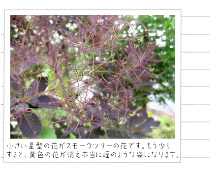 ���������^�̉Ԃ��X���[�N�c���[�̉Ԃł��B������������ƁA���F�̉Ԃ������Ė{���ɉ��̂悤�Ȏp�ɂȂ�܂��B