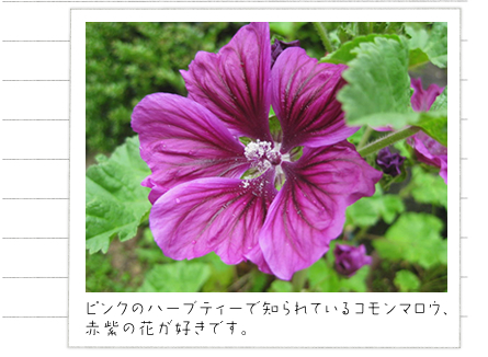 ピンクのハーブティーで知られているコモンマロウ、赤紫の花が好きです。